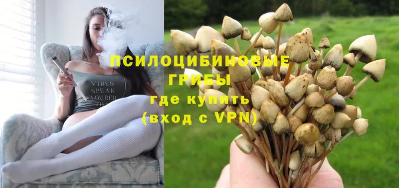 Галлюциногенные грибы Psilocybe  Киселёвск 