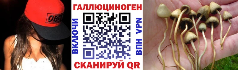 ссылка на мегу ONION  Киселёвск  Псилоцибиновые грибы прущие грибы  цена  